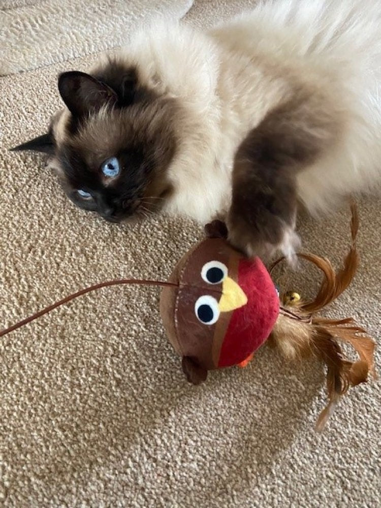 Cat Accessories