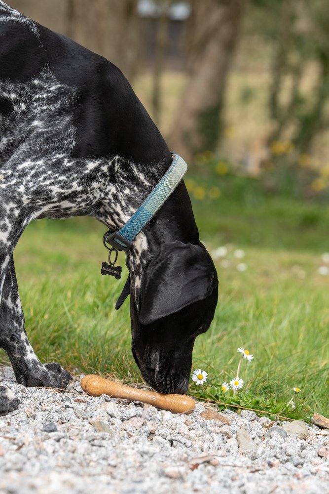 Collars & Leads