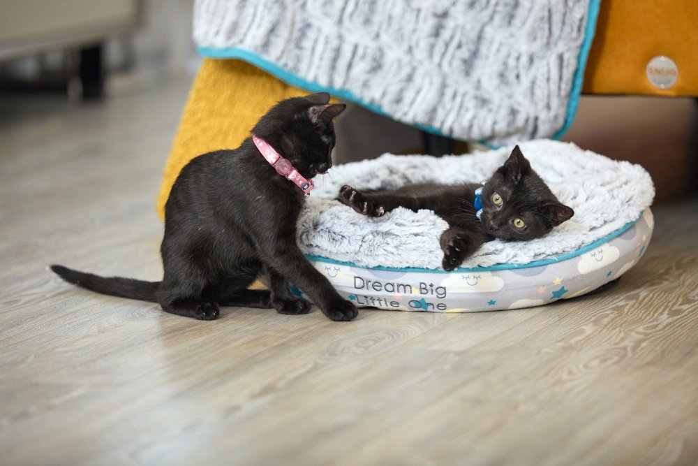 Cat Beds