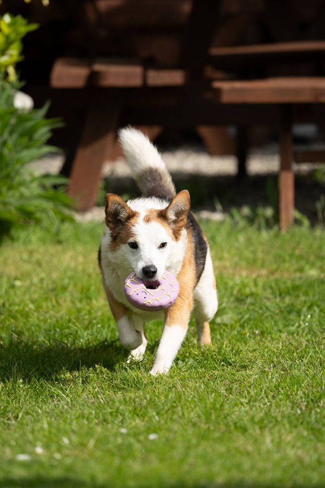 Afternoon Tea Toys - Iced Ring