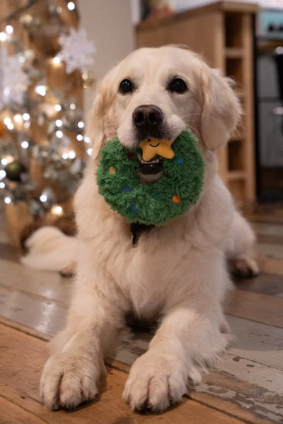 Golden Retriever enjoying a festive green Christmas toy at home