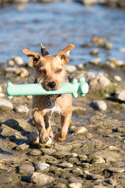 Active terrier-mix dog carrying a mint-green fetch toy along a rocky beach
