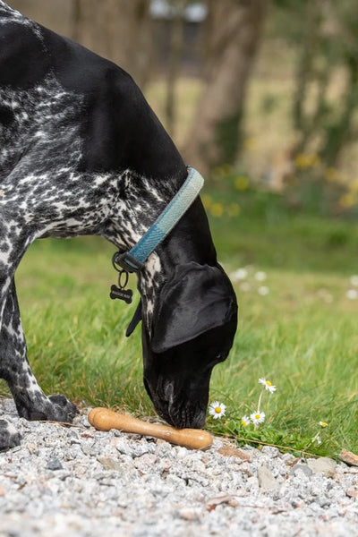 Dog wearing a patterned collar outdoors on a bright garden walk