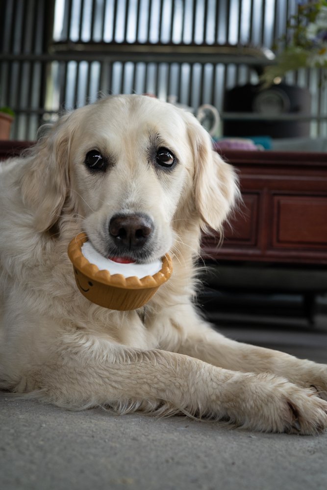 Dog playing with a toy shaped like a pie on a carpeted floor.
