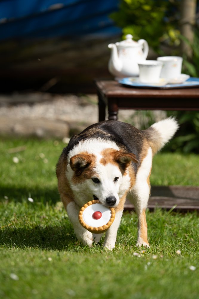 Dog playing with pie toy on grass, with a teapot and cups in the background.