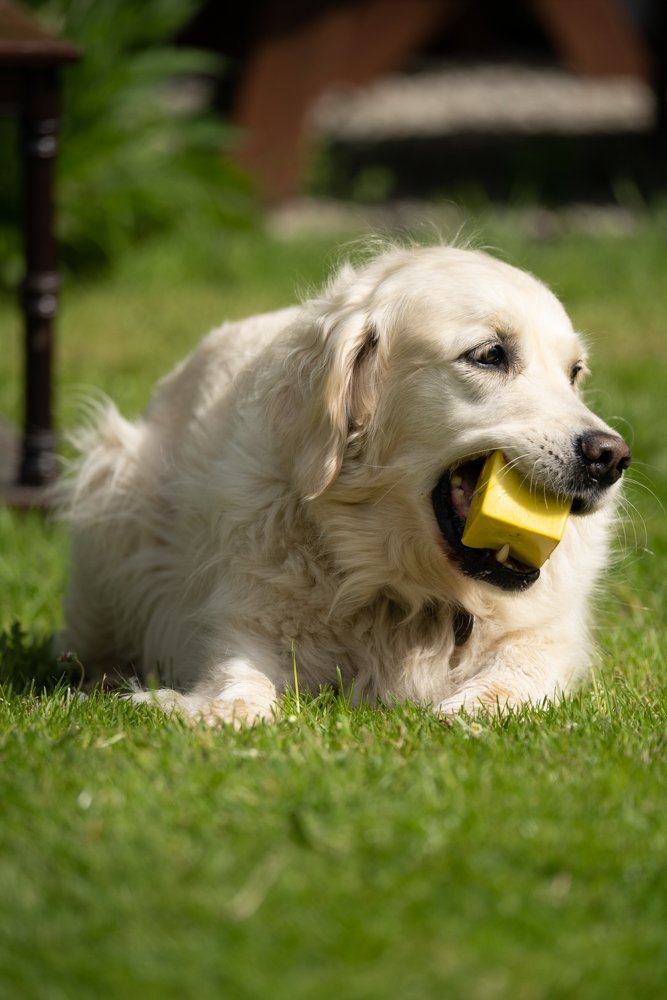 White dog lying on grass with a yellow toy in its mouth