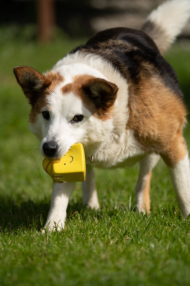 Dog playing with a yellow toy on grass