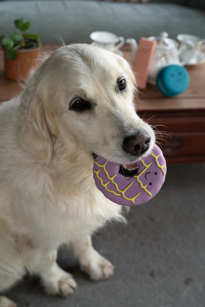 Dog holding a purple toy with a smiley face on a carpeted floor.
