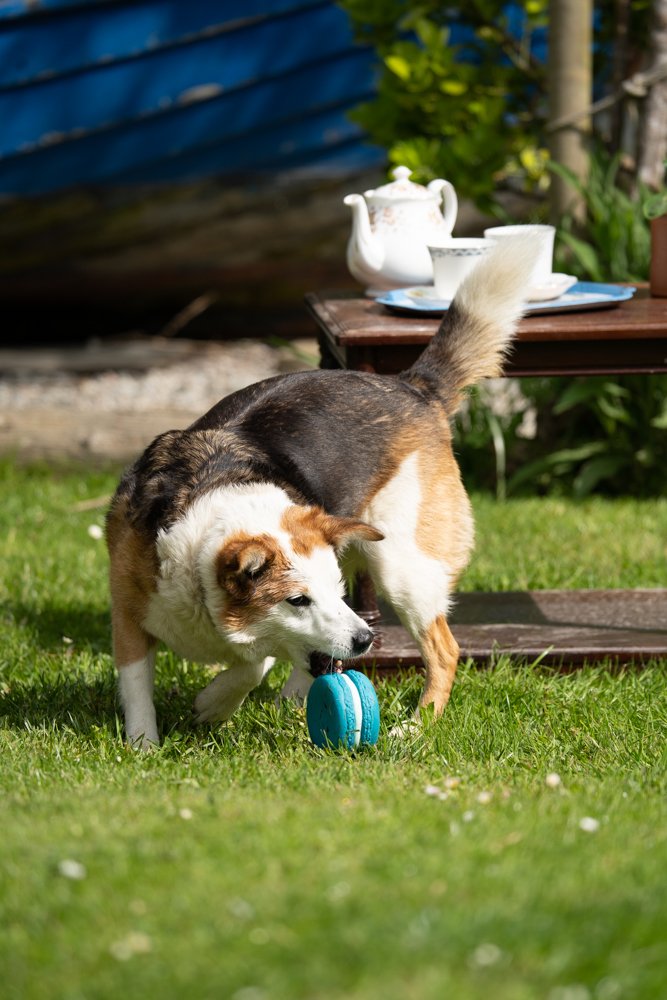 Dog playing with a blue toy on grass, with a teacup set in the background.