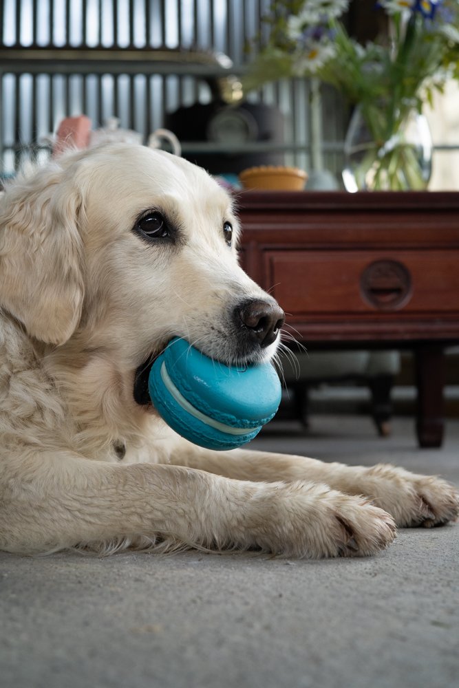 Dog lying on a carpet with a blue toy in its mouth, in a home setting.