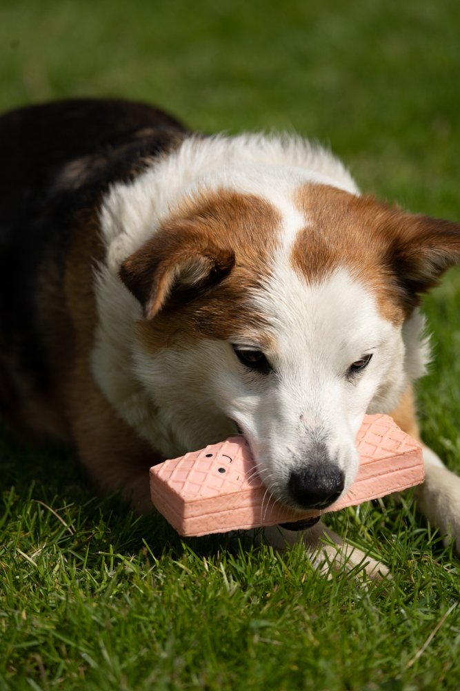 Dog holding a pink toy in its mouth on grass