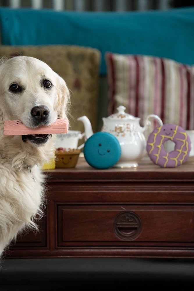 Dog with a pink toy in front of a wooden table with a teapot and cookies