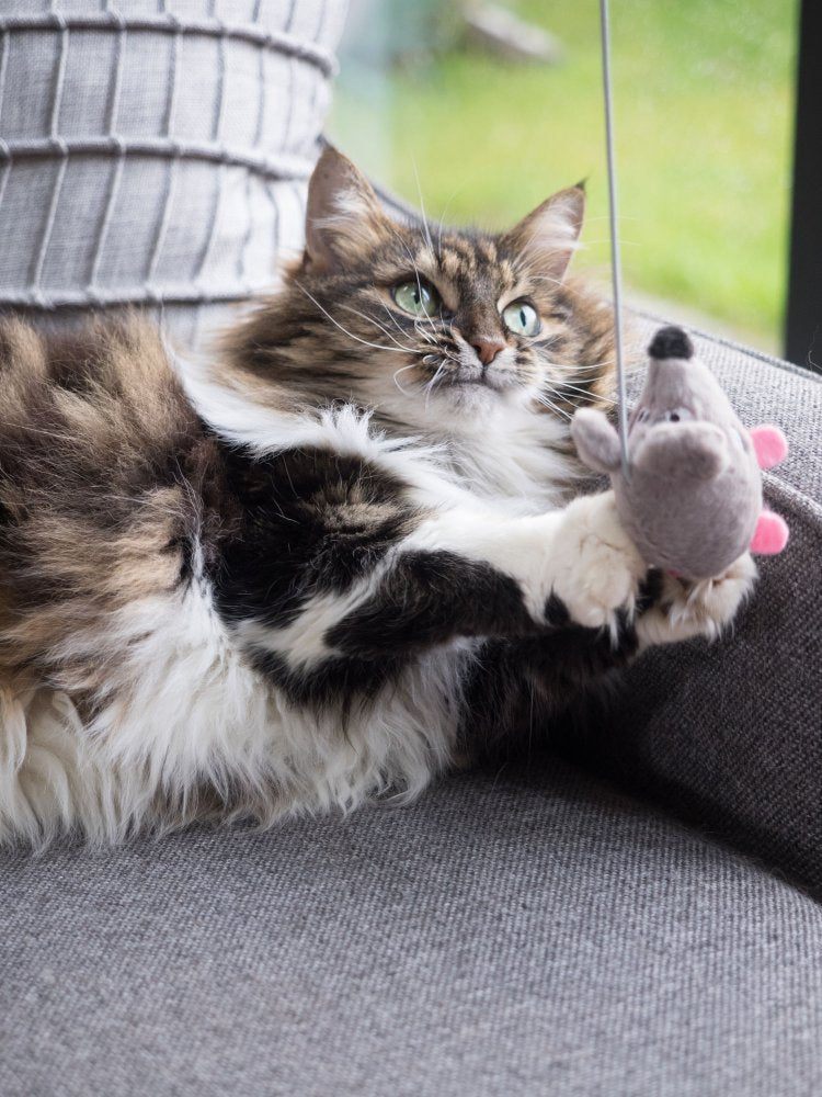 Cat playing with an interactive mouse teaser toy on a comfortable sofa