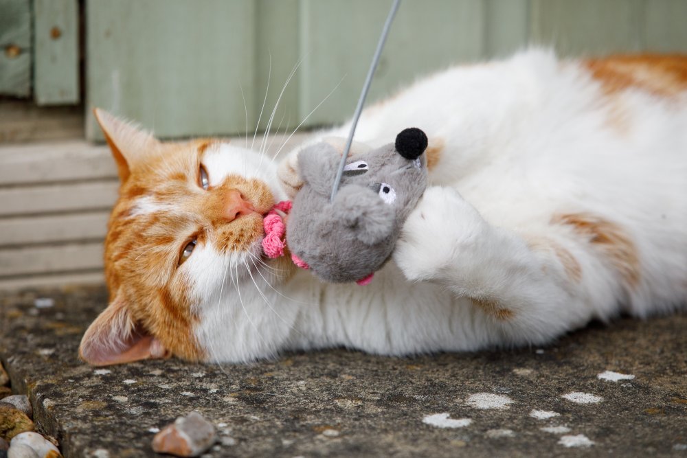 A cat playing with a mouse cat toy on the pavement. 
