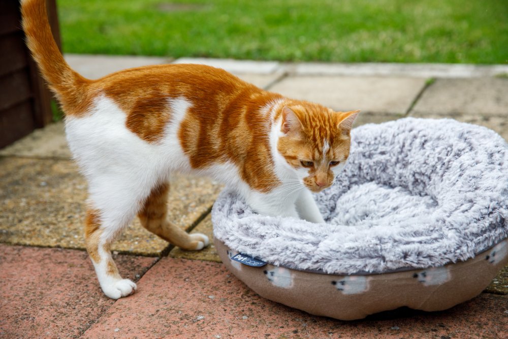 Cat interacting with a gray pet bed outdoors on a patio.