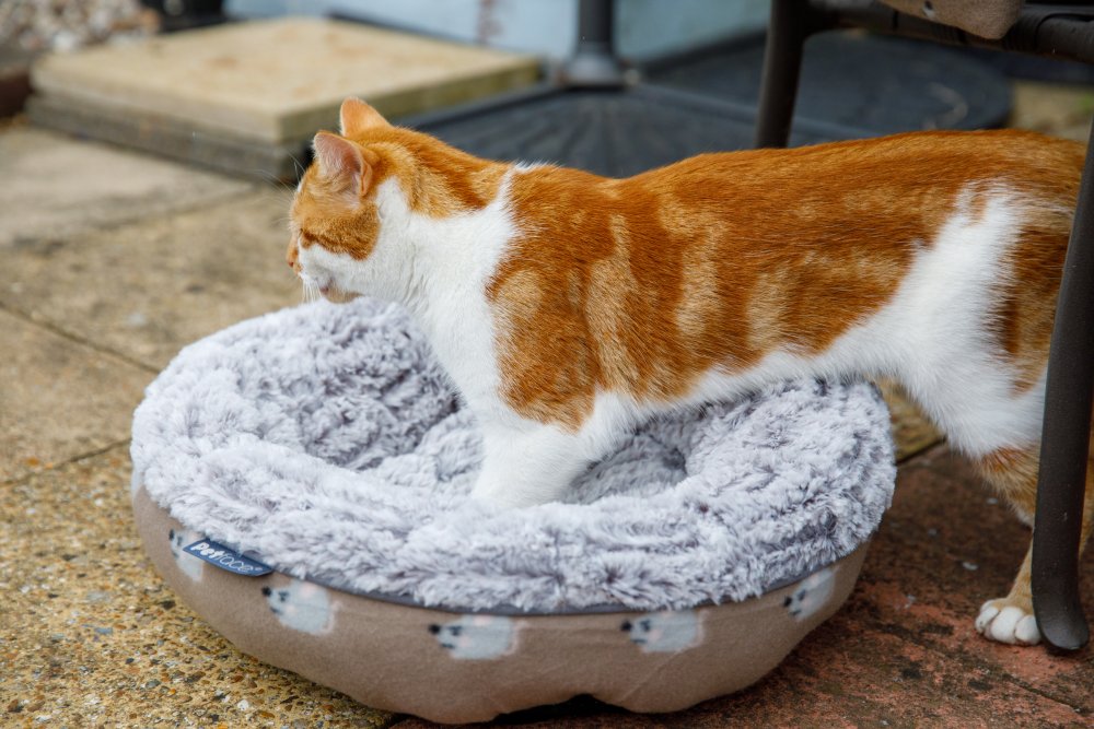Orange and white cat on a fluffy pet bed outdoors