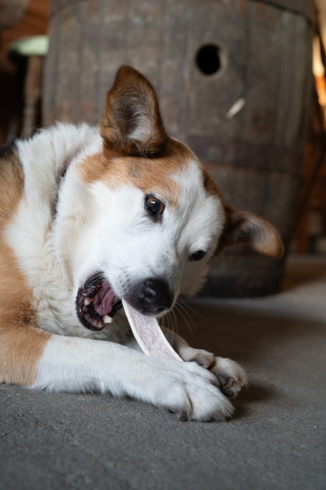 Dog chewing on an antler indoors