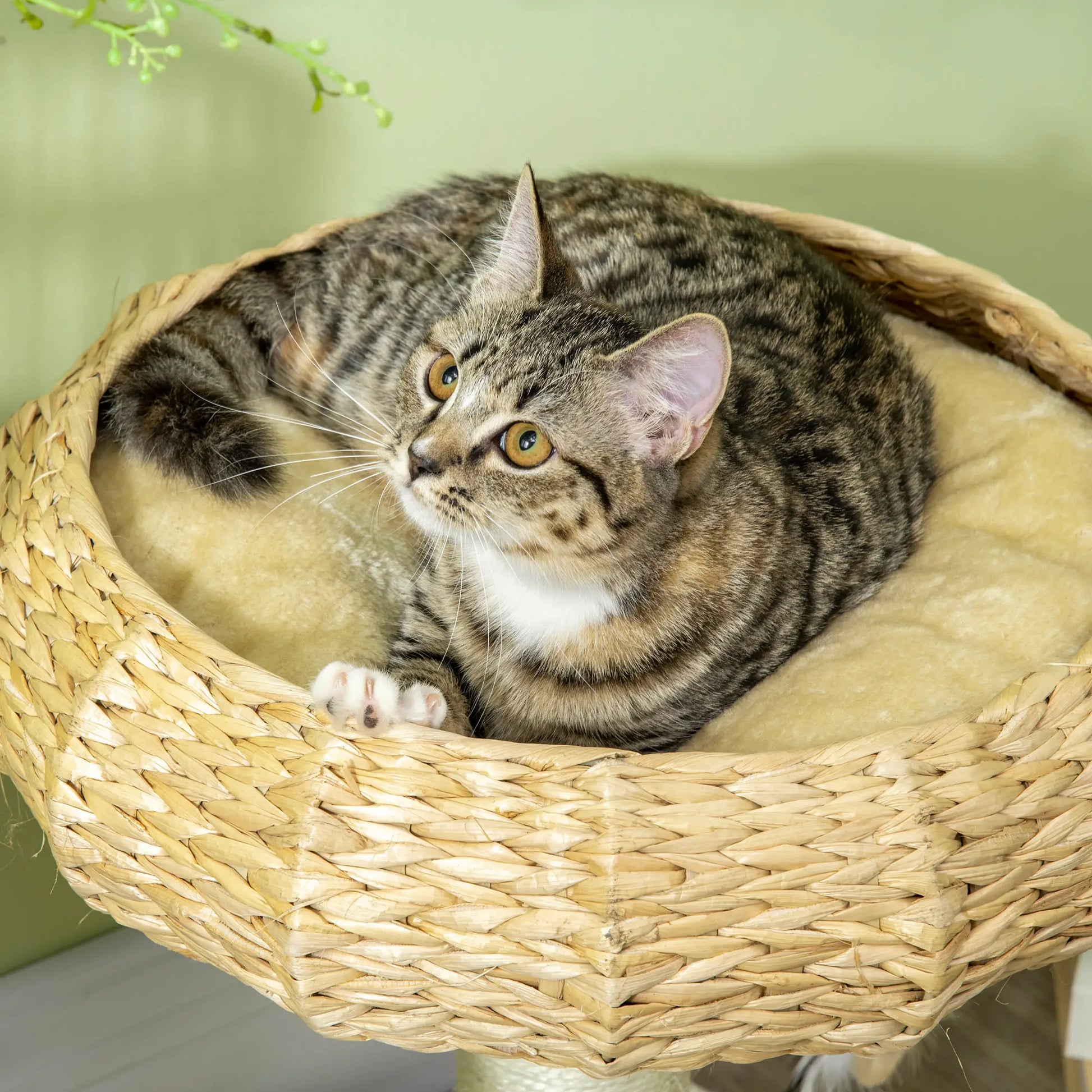 Cat sitting in a woven cat bed with a green plant in the background