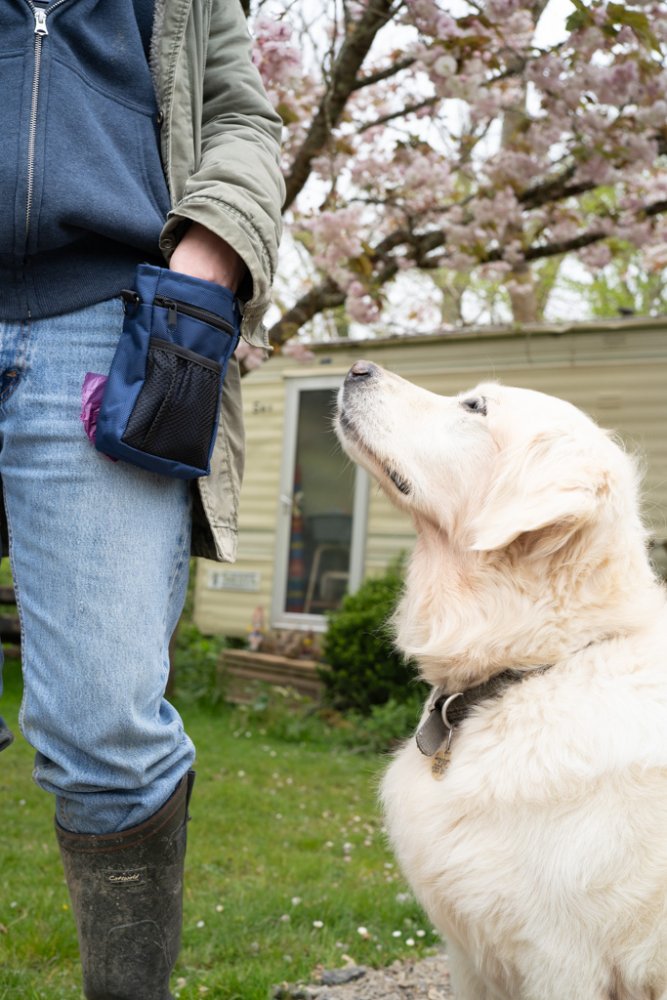 Person with a dog in a garden wearing a blue dog treat bag with cherry blossoms
