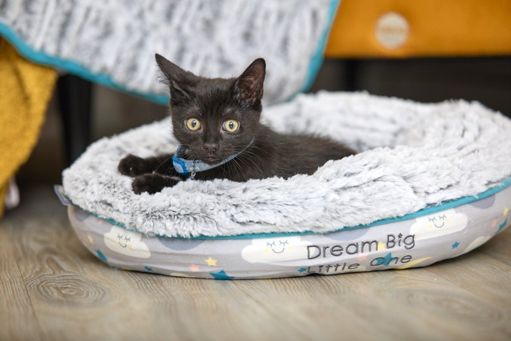 Black kitten lying on a fluffy pet bed with 'Dream Big Little One' text.