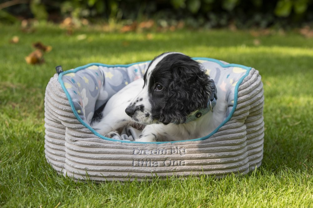 Dog lying in a gray pet bed with blue trim on a grassy area