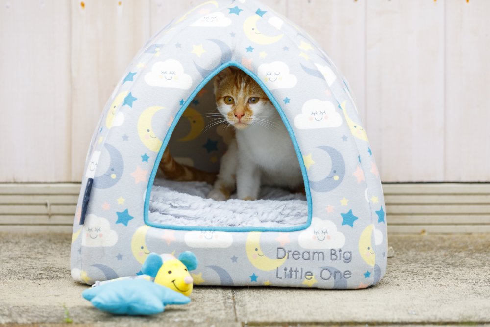 Cat inside a cloud-shaped pet bed with stars and moons on a wooden floor.