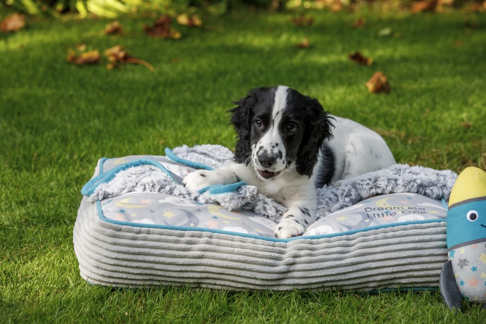 Dog lying on a textured pet bed with a plush toy in the grass