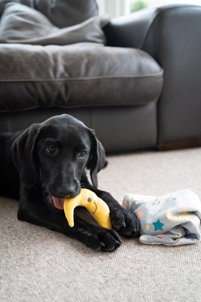 Black dog playing with a yellow toy on a carpeted floor.