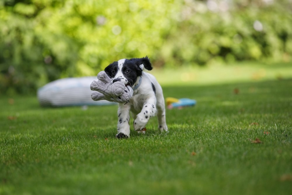 Dog running with a toy on a grassy field