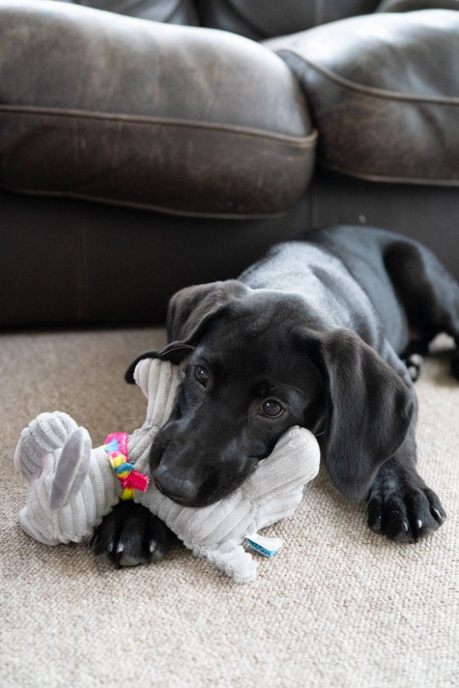Black dog lying on a carpeted floor with a plush toy in front of a brown couch.