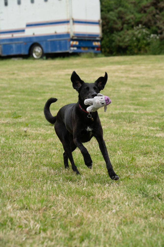 Black dog running on grass with a toy in its mouth, RV in the background