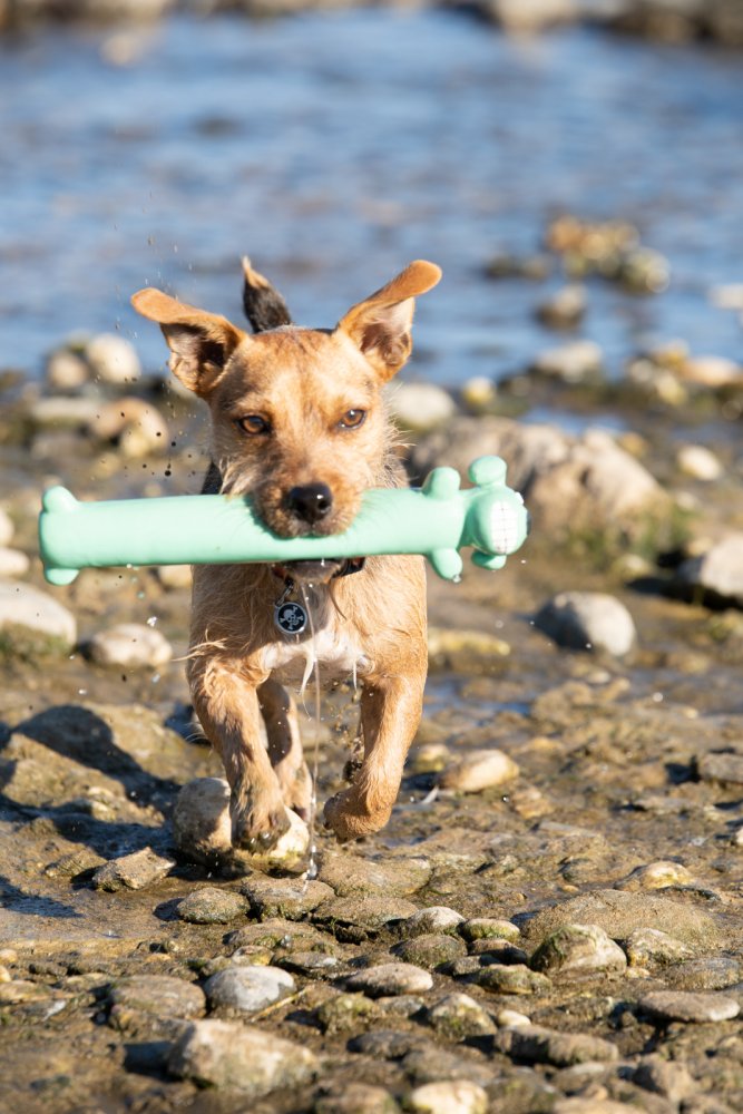 Green Loofah Dog Toy being carried by a dog running beside the sea
