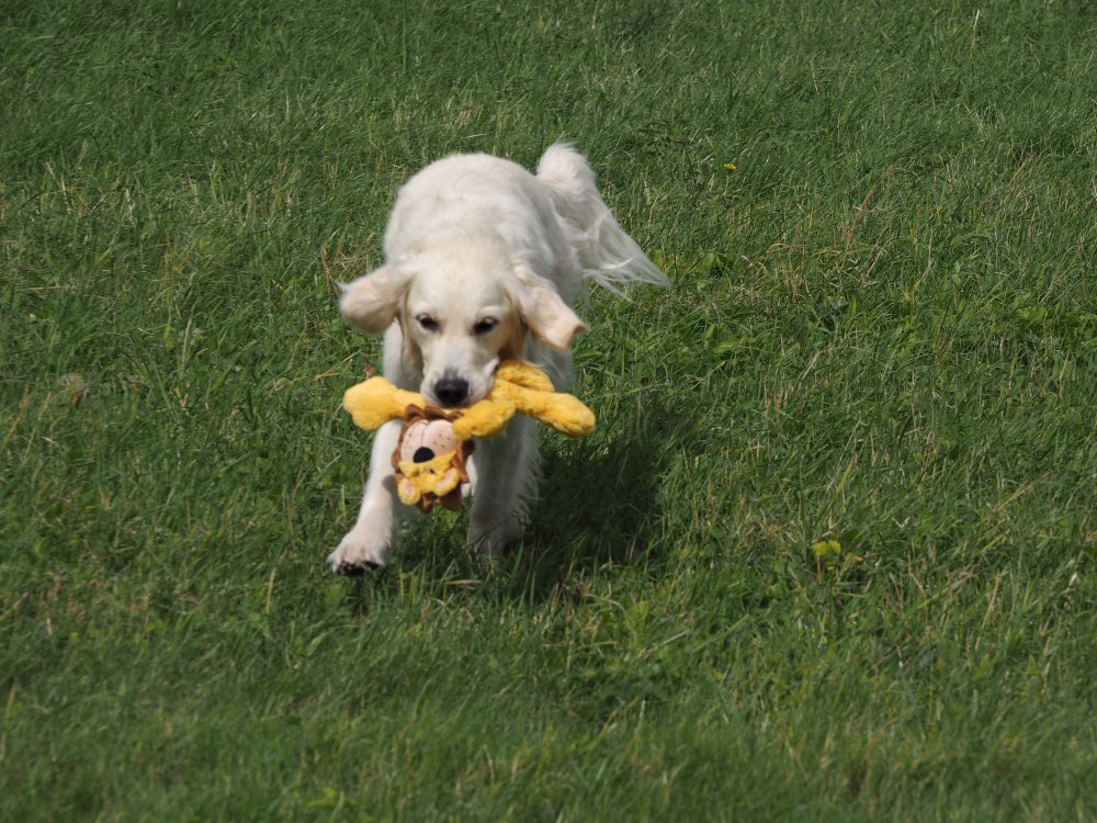 Dog running with a yellow toy in a grassy field