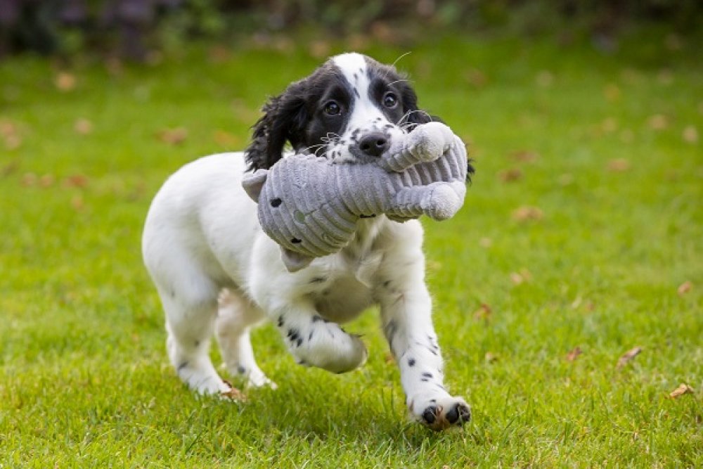 Dog running with a toy in its mouth on a grassy field