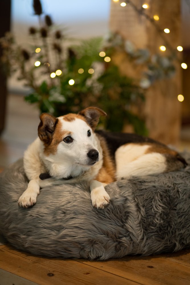 Dog lying on a fluffy gray pet bed with blurred lights and plants in the background