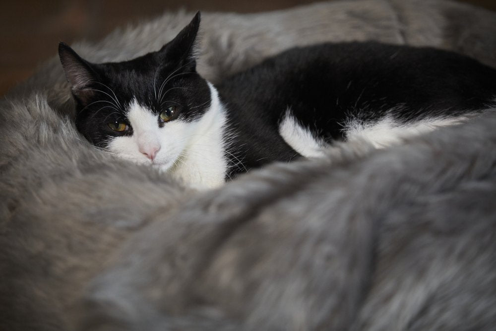 Black and white cat lying on a fluffy gray bed