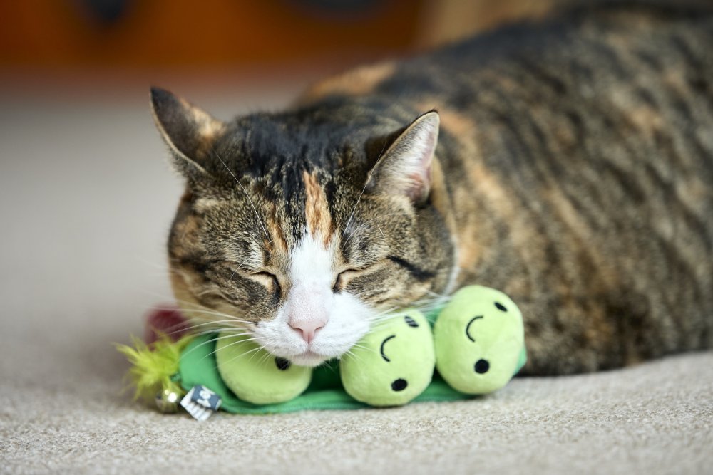 Cat lying next to a green toy on a carpeted floor.