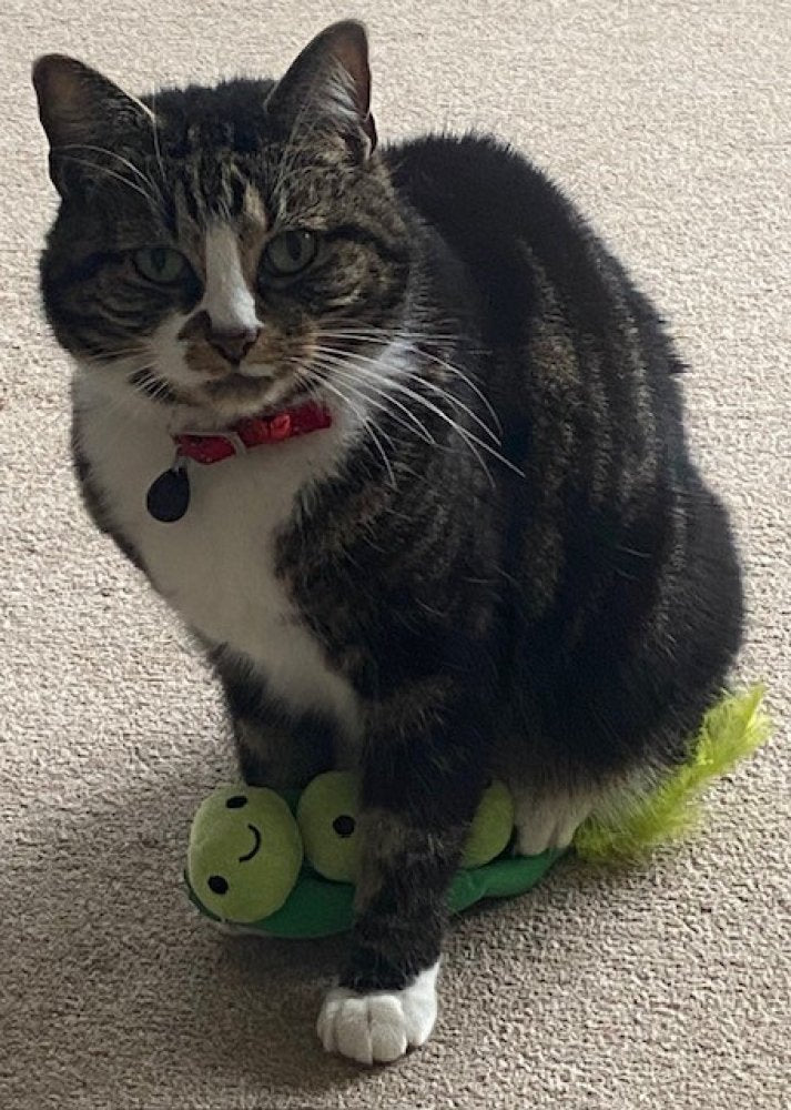 Cat sitting on a toy resembling peas on a carpeted floor