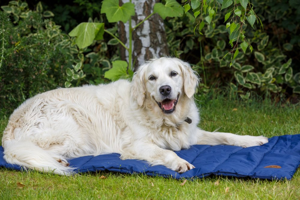 White dog lying on a blue pet bed in a garden setting