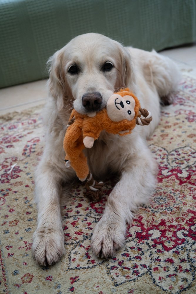 Dog holding a Rope Monkey plush toy on a patterned rug