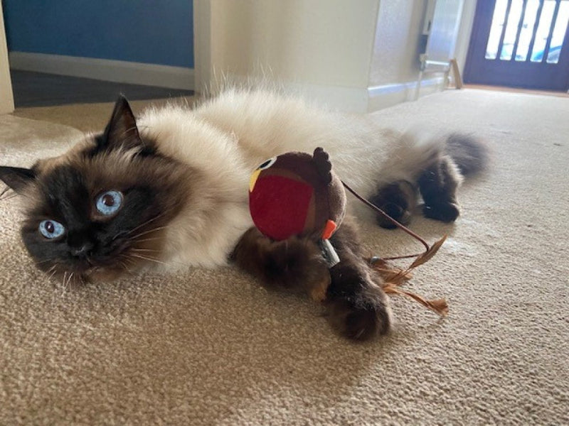 Cat playing with a toy on a carpeted floor