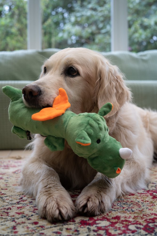 Dog playing with a green toy resembling a dragon on a patterned rug.