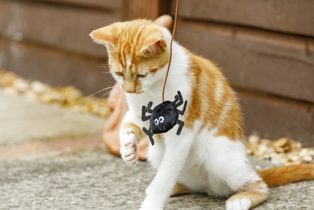 Cat playing with a spider-shaped toy on a pavement. 