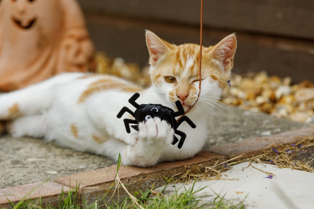 Cat playing with a spider toy outdoors