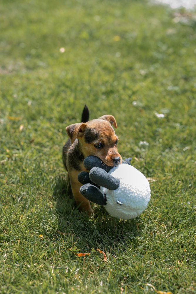 Dog playing with a toy on grass
