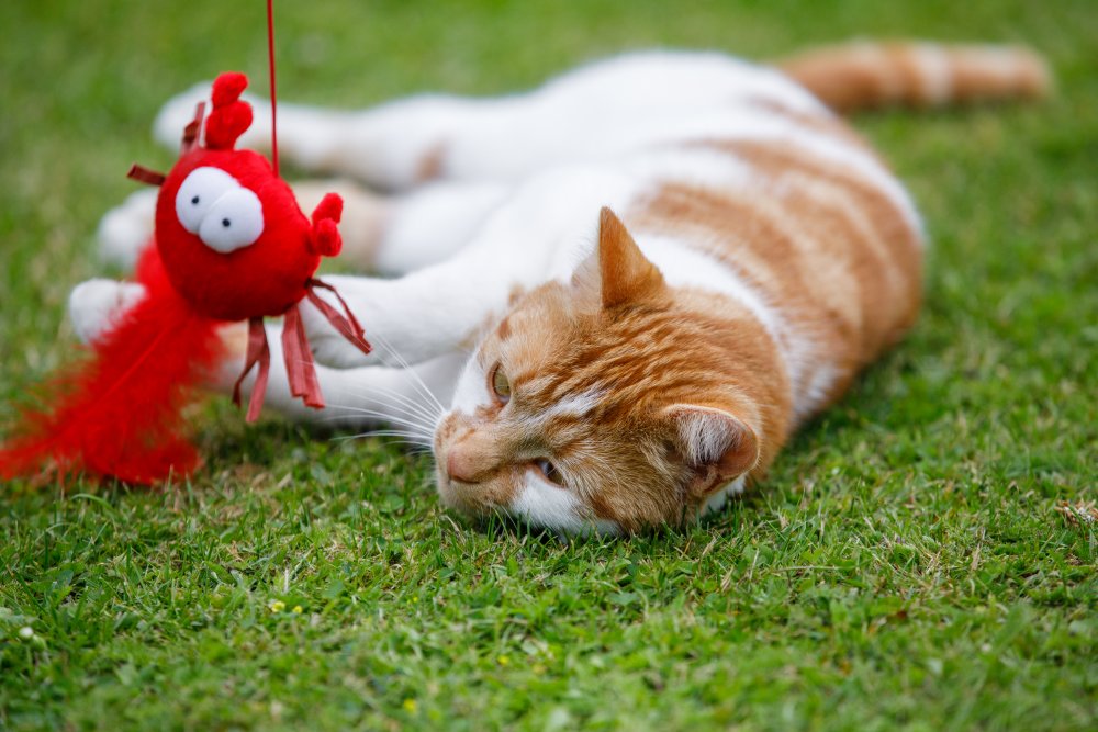 Cat playing with a red toy on grass