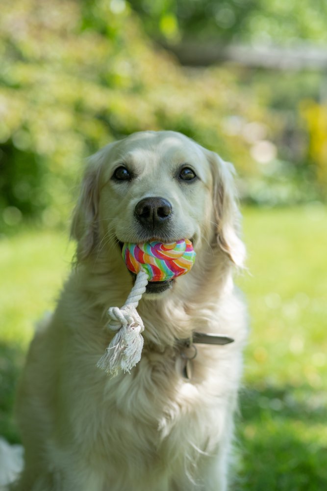 Dog holding a colorful toy with a rope in its mouth outdoors.