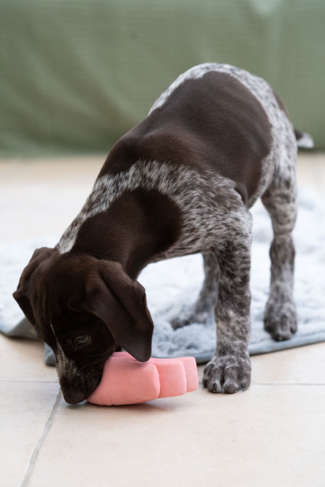Dog playing with a pink toy on a tiled floor.
