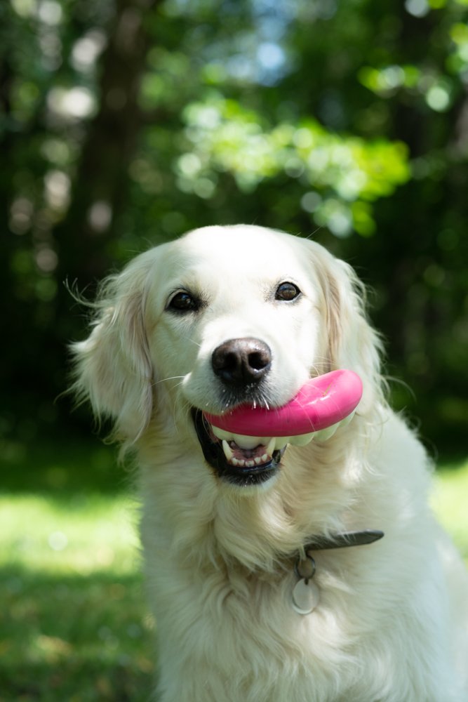 White dog with pink teeth toy in its mouth outdoors