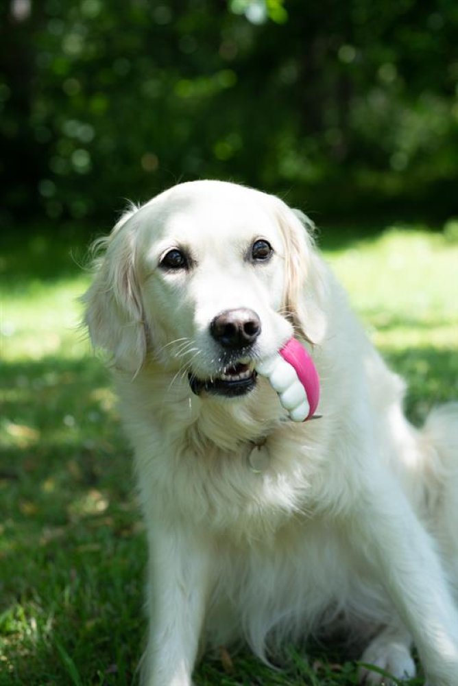 White dog holding a pink toy in its mouth on grass